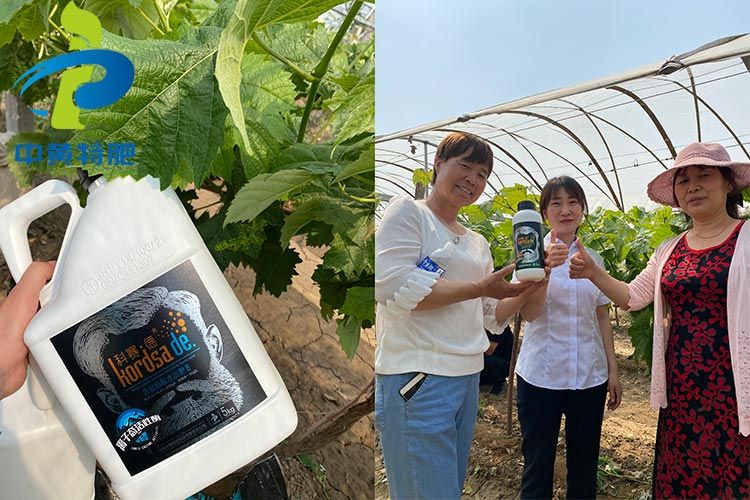 祝賀河南中黃特肥在靈寶縣葡萄基地舉辦觀摩會(huì)成功！